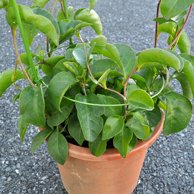 楽天市場】おかわかめ苗 雲南わかめそう 9cmポット オカワカメ 野菜苗