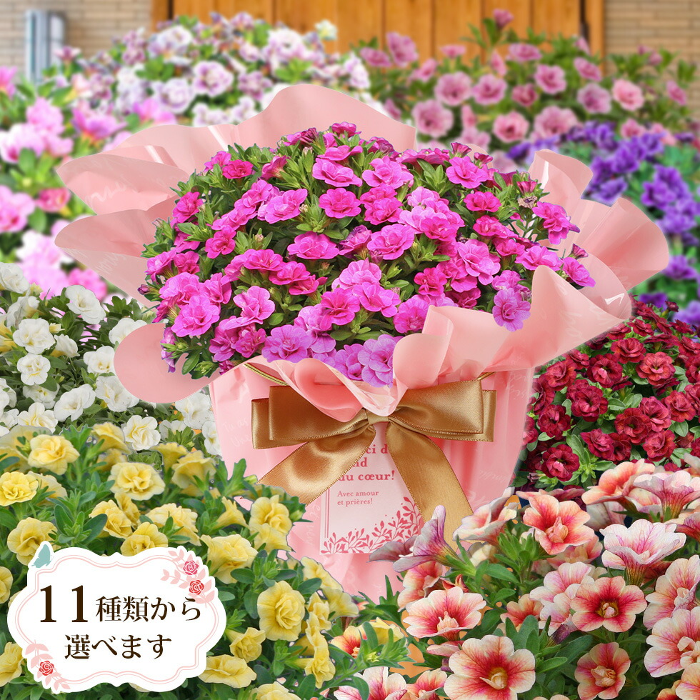 楽天市場】カリブラコア セレブレーションカーニバル吊鉢 カラフル寄せ