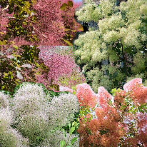 楽天市場】【現品Y123】スモークツリー ホワイトファー 苗木 7号