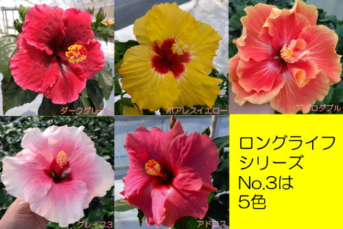 Amway - ハイビスカス ROSE FACTORY - ハイビスカス｜Yahoo!ショッピング