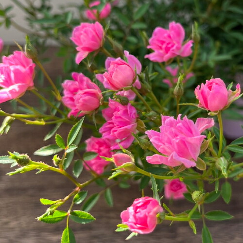 楽天市場】2025年5月開花 ミニバラ ゼブラ 鉢花 姫バラ 薔薇 絞り咲き