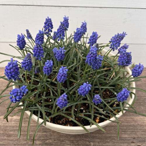 楽天市場】ユーカリ （ポポラス）8種類からお選びいただけます！ 3号