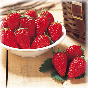 掌に乗る11粒の籠摘み苺 奈良いちごラボについて - 奈良いちごラボ 高級いちご通販 公式