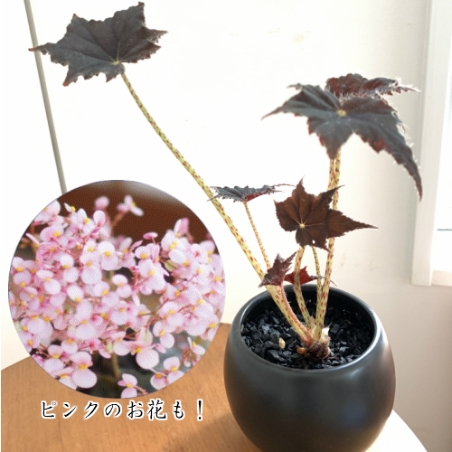 楽天市場 根茎性ベゴニア 黒鷲 B Kurowashiそのまま飾れる陶器鉢植え 1個 あなたの街のお花屋さんイングの森