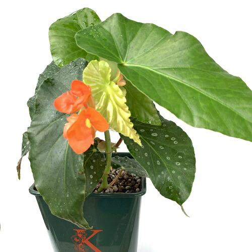 楽天市場 木立性ベゴニア 原種ベネズエラ 3号鉢ベージュピンクの花も咲きます あなたの街のお花屋さんイングの森