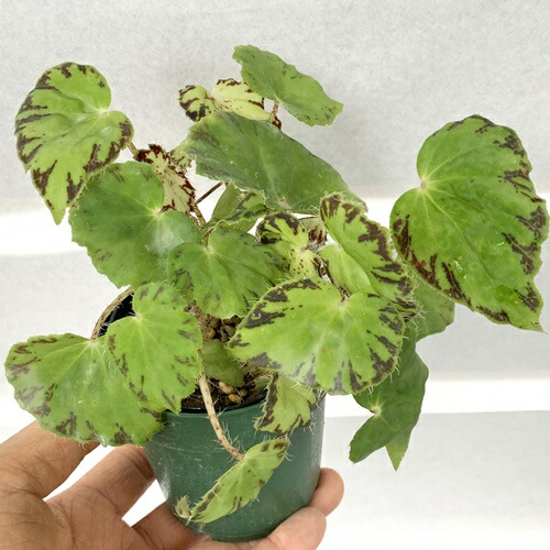 根茎性ベゴニア ひとみ 2 5号ポットハンギングや人気のテラリウムにも Educaps Com Br