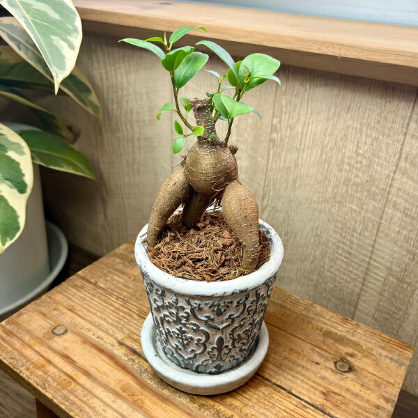 楽天市場】パンダガジュマル 白い陶器鉢 観葉植物 インテリア 常緑樹