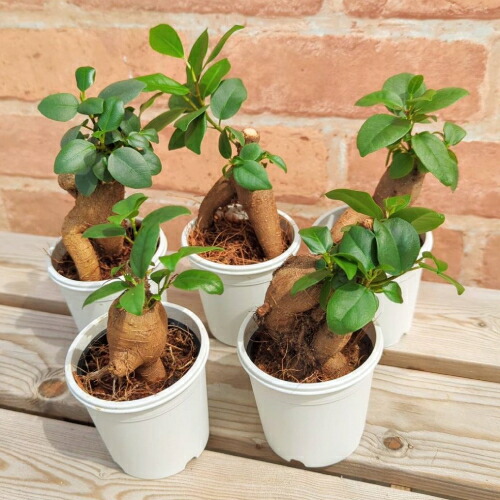 楽天市場】パンダガジュマル 白い陶器鉢 観葉植物 インテリア 常緑樹