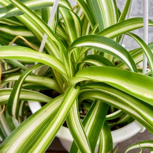 楽天市場】(一部地域送料無料) オリヅルラン ボニー 4号 / カール 新