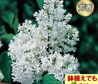 楽天市場】【現品発送】ライラック 白花 8号 2.0m(鉢底から) シンボル