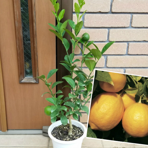 楽天市場 果樹苗柑橘 マイヤーレモン6号鉢 長尺物 ｎ ベランダでも果樹園 あなたの街のお花屋さんイングの森