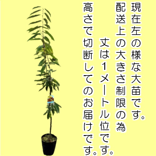 果樹苗 林檎 直径21cmポット苗 落葉樹 りんご 7号 3年 4年物 はるちゃん 苗木 果樹苗木 果樹苗 林檎 直径21cmポット苗 落葉樹 りんご 7号 3年 4年物 はるちゃん 苗木 果樹苗木