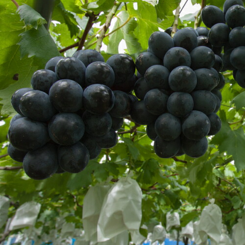 楽天市場】ぶどう 苗木 【BK シードレス ［登録品種］】 1年生 挿し木