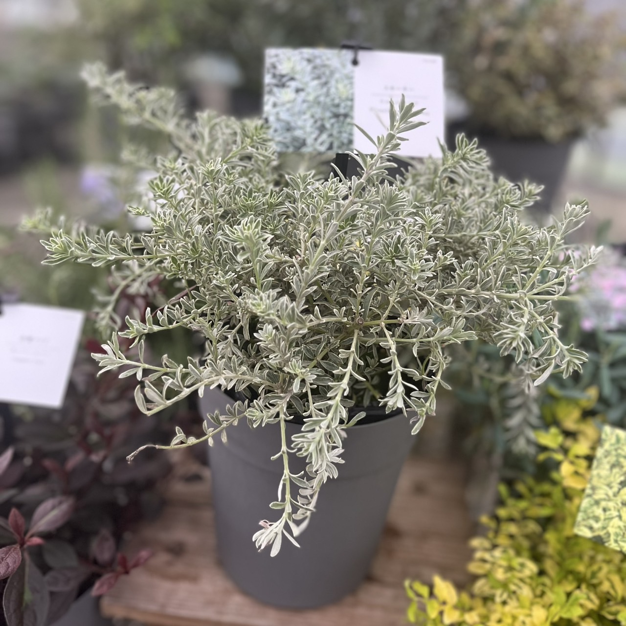 楽天市場】一杯実を付けてお届けします 果樹苗 リンゴ ( りんご