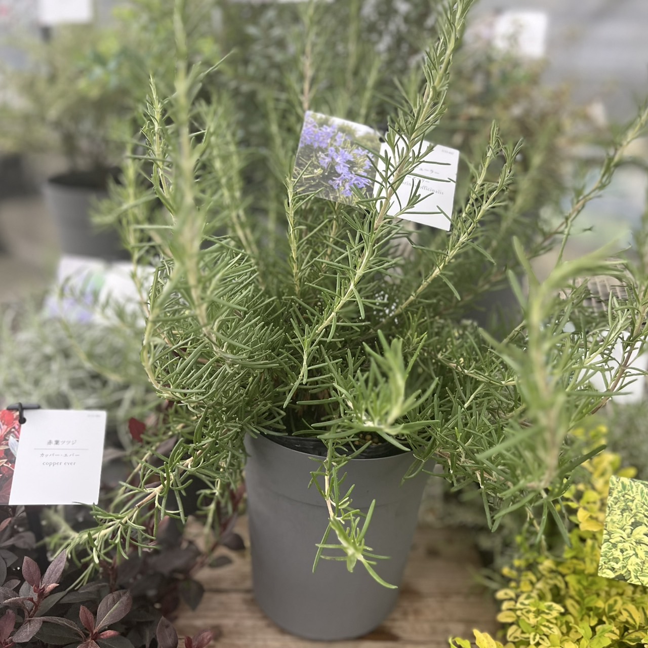 楽天市場】ハーブ ローズマリー ソーヤーズセレクト 3号 (直径9cm