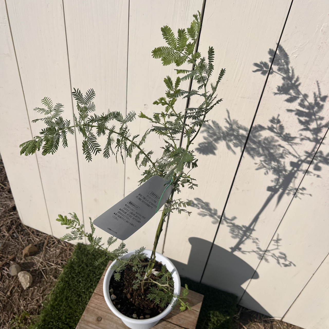 ミモザアカシア 0.8m 21cmポット 2本 苗 一 番 安い 通販