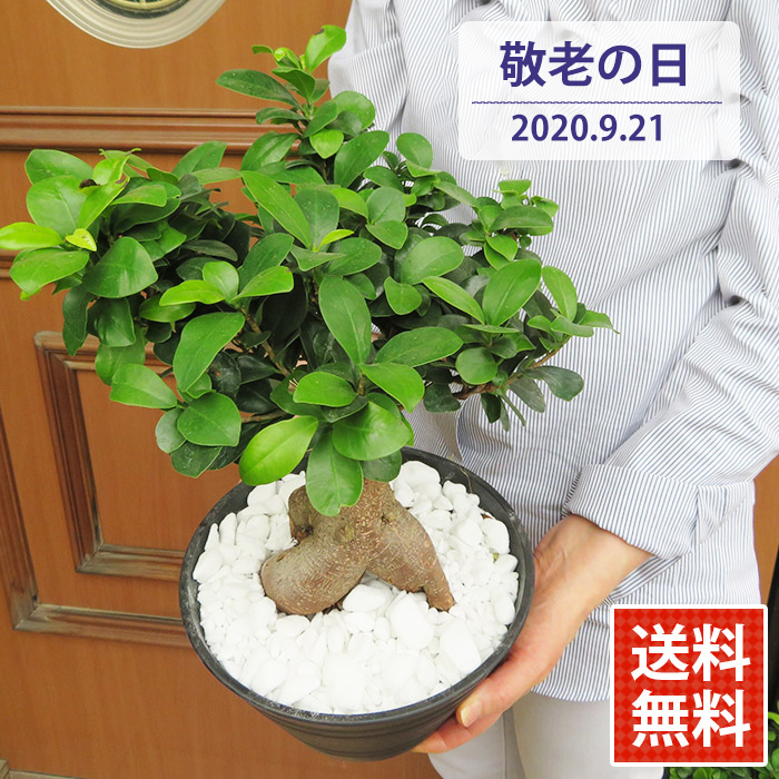 楽天市場 敬老の日 プレゼント 観葉植物 インテリア ガジュマル カジュマルの木 鉢植え 植え替え不要 7号鉢 常緑樹 がじゅまる 幸福の木 お祝い北海道 九州は別途450円かかります あなたの街のお花屋さんイングの森