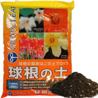 楽天市場】チューリップ カラフルファイブカラーコレクション 色別5色