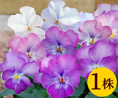 イマン　トレー　パンジーピンク イマン トレー パンジーピンク