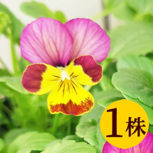 楽天市場】パンジーラベンダーレース花ろまん フリルシリーズ