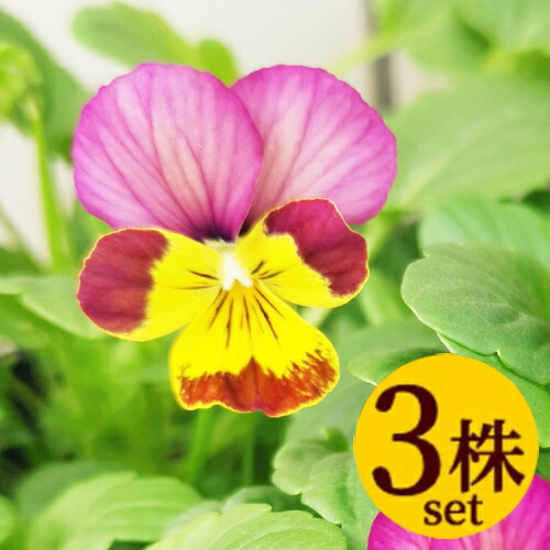 楽天市場】パンジー さくらさくらVer2 ユニーク系 ポット苗 3個セット