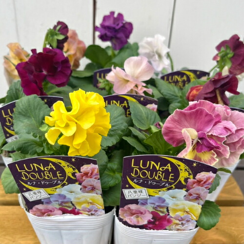 楽天市場】パンジー ルナ ドゥーブル 3株セット 八重咲き希少種 珍しい