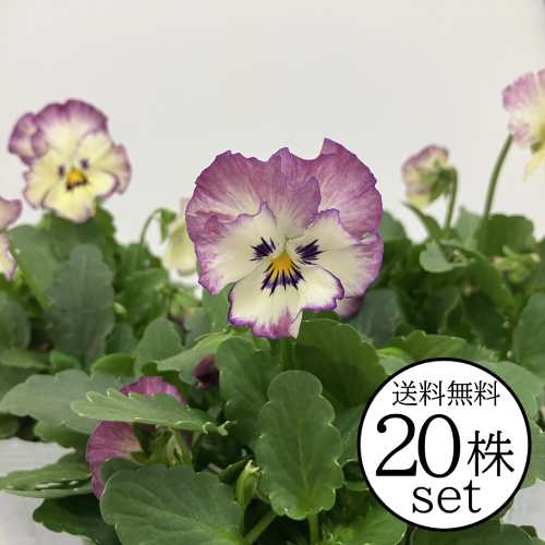楽天市場】パンジー さくらさくらVer2 ユニーク系 ポット苗 20個