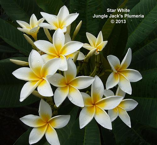 な*ん様 プルメリア　ファイヤーブラスト　Plumeria Fire blast 幻のプルメリア、Jamaica Fireの花はこんな感じです | 房総