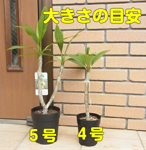 プルメリア サファリ 4号鉢（直径12cm） ジャングルジャックス社