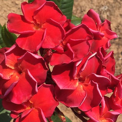 楽天市場】プレミアム プルメリア ラレードプリンセス Laredo Princess