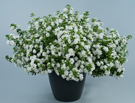 楽天市場 八重咲きバコパ ダブル スノーボール １株 宿根草 寄せ植え グランドカバー 季節の鉢花に あなたの街のお花屋さんイングの森
