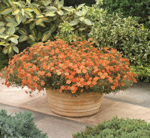 楽天市場 大注目 宿根草アナガリス ルリハコベ アンジーオレンジ１株 あなたの街のお花屋さんイングの森