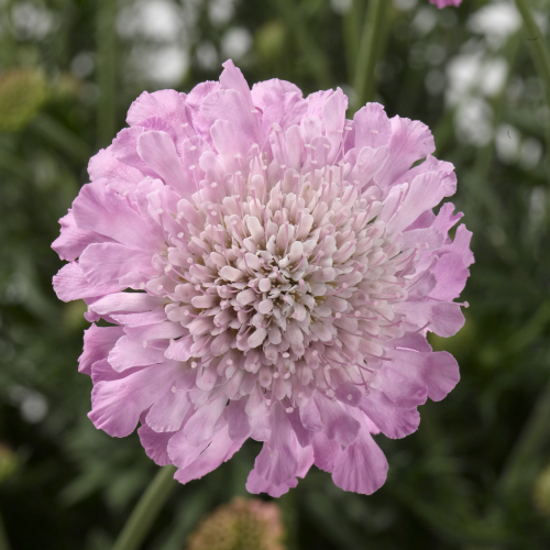 楽天市場 大輪スカビオサ アメジストピンク 1株耐寒性宿根草 イングリッシュガーデン 季節の花苗 寄せ植えに あなたの街のお花屋さんイングの森