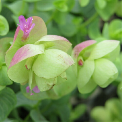 ♥宿根草♥育てやすく人気のハーブ♥オレガノケントビューティー♥ポットごと発送 Amazon.co.jp: 宿根草 観賞用ハーブ オレガノ ケント