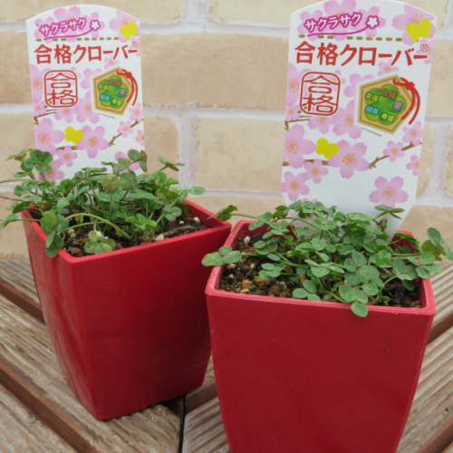 楽天市場 合格祈願 四つ葉のクローバー スクエア鉢植え ニコニコ2個セット あなたの街のお花屋さんイングの森