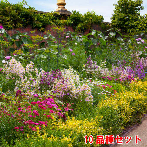 楽天市場】宿根草シンジェンタの栄養系 ゼラニウム ( ゼラニューム