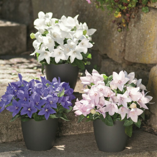 楽天市場】常緑低木 大輪 ジャスミン ホワイトプリンセス1株