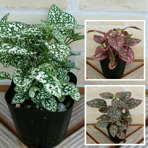 楽天市場 ヒポエステス スプラッシュ セレクトシリーズ ３色セット カラーリーフ 寄せ植え あなたの街のお花屋さんイングの森