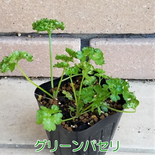 楽天市場 キッチンハーブ グリーンパセリ2株セット 無農薬栽培品 ベビーリーフ 家庭菜園 おうち野菜 あなたの街のお花屋さんイングの森