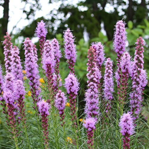 楽天市場 リアトリス ユリアザミ 3 5号ポット苗 あなたの街のお花屋さんイングの森