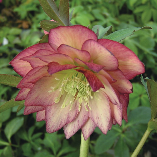 楽天市場】ミヨシのクリスマスローズ ダブルファンタジー 八重咲き・中