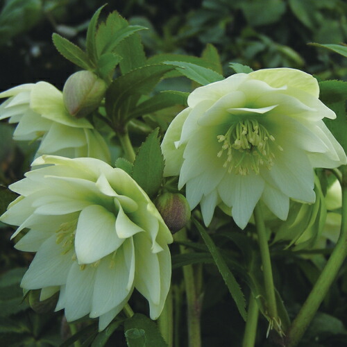 楽天市場】クリスマスローズ 八重咲 利休系グリーンリップ ダブル 4号