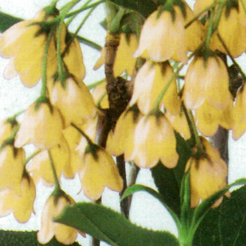 楽天市場 ハナカンザシ 花かんざし ヘリクリサム ローダンセ １株 花苗 ガーデニング 寄せ植え ドライフラワーに あなたの街のお花屋さんイングの森