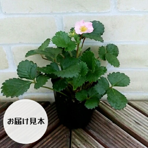 熱販売 四季なりイチゴ いちご ピンク 3号 直径9cm ポット苗1個 苗 四季成り お買い得 Trofej Dinamo Hr 熱販売 四季なりイチゴ いちご ピンク 3号 直径9cm ポット苗1個 苗 四季成り お買い得 Trofej Dinamo Hr