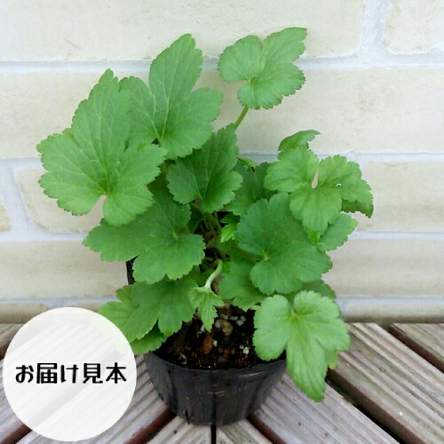 最大85 オフ 秋明菊 シュウメイギク 白 ホワイト 3 5号ポット １株 Whitesforracialequity Org