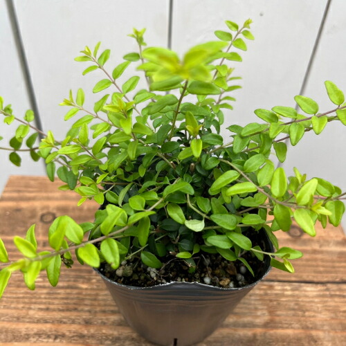 楽天市場】オリーブ ひなかぜ 9cmポット苗1株 常緑高木 家庭樹