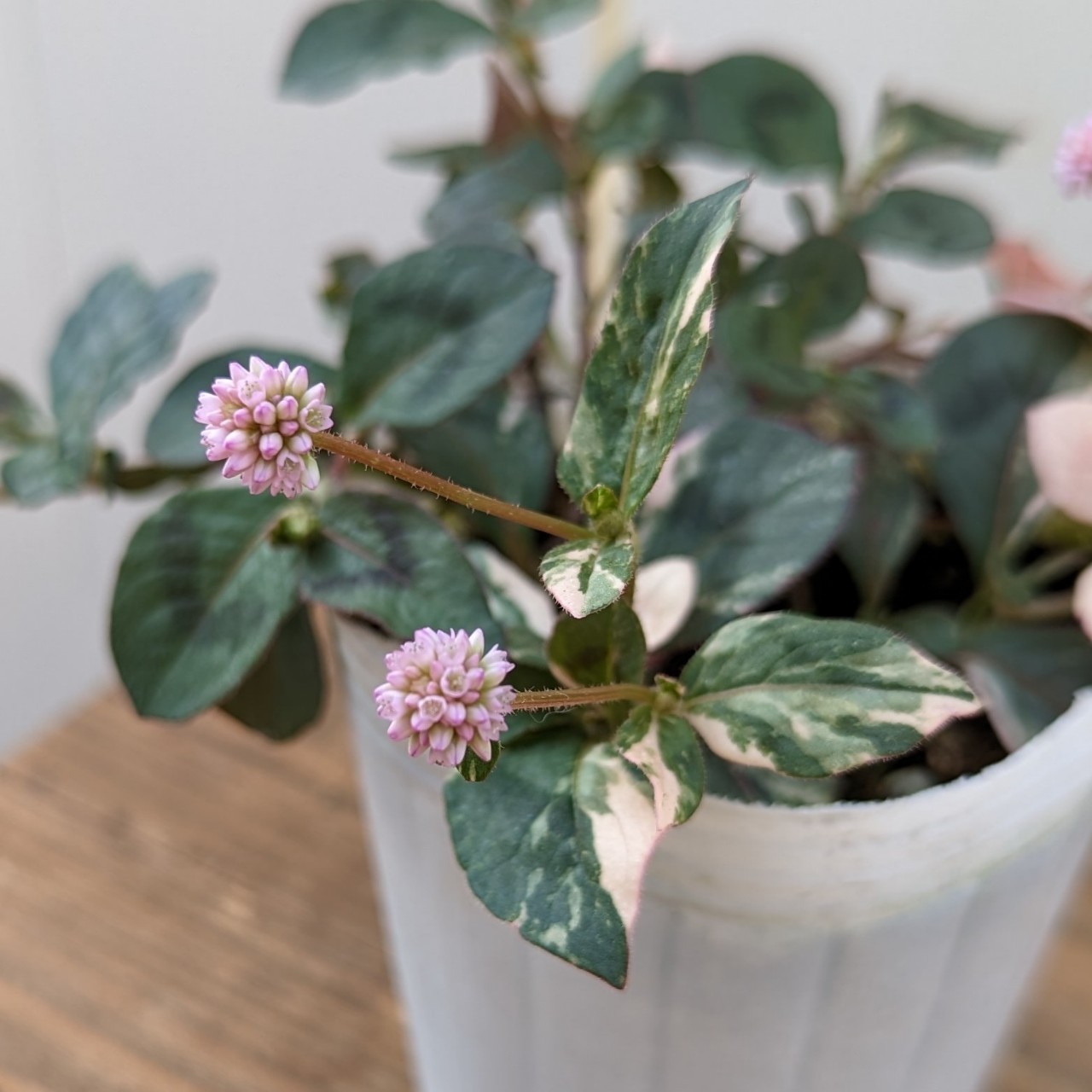 楽天市場】斑入り 白花ポリゴナム ティホン 2.5〜3号ポット苗