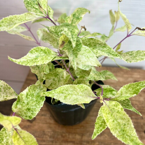 楽天市場】オニヤブソテツ（鬼藪蘇鉄）シルトミウム ファルカタム