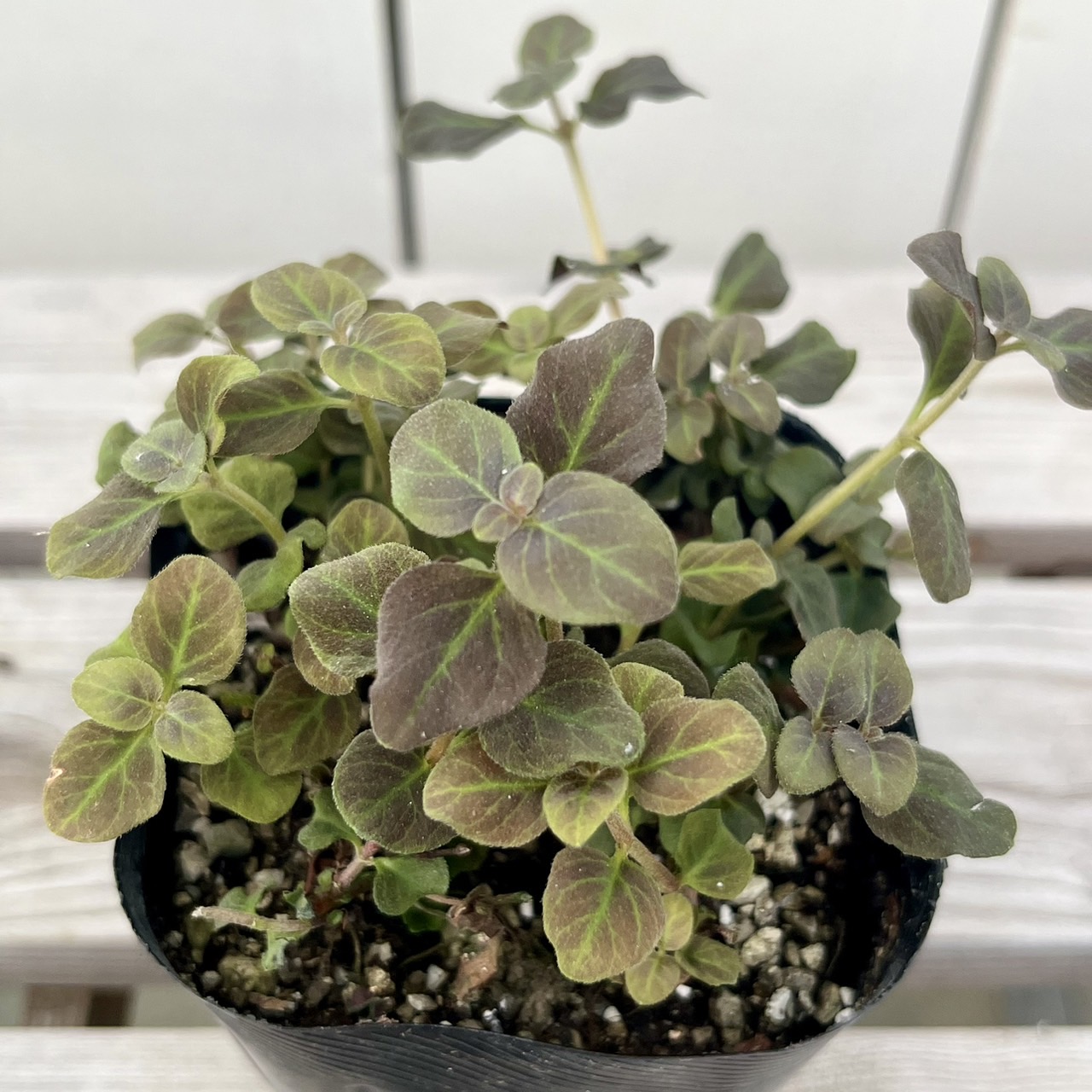 楽天市場】宿根草 観賞用ハーブ オレガノ ケントビューティー 3号(直径