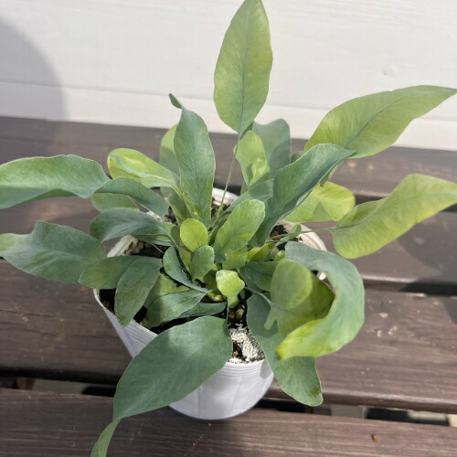 楽天市場】オニヤブソテツ（鬼藪蘇鉄）シルトミウム ファルカタム